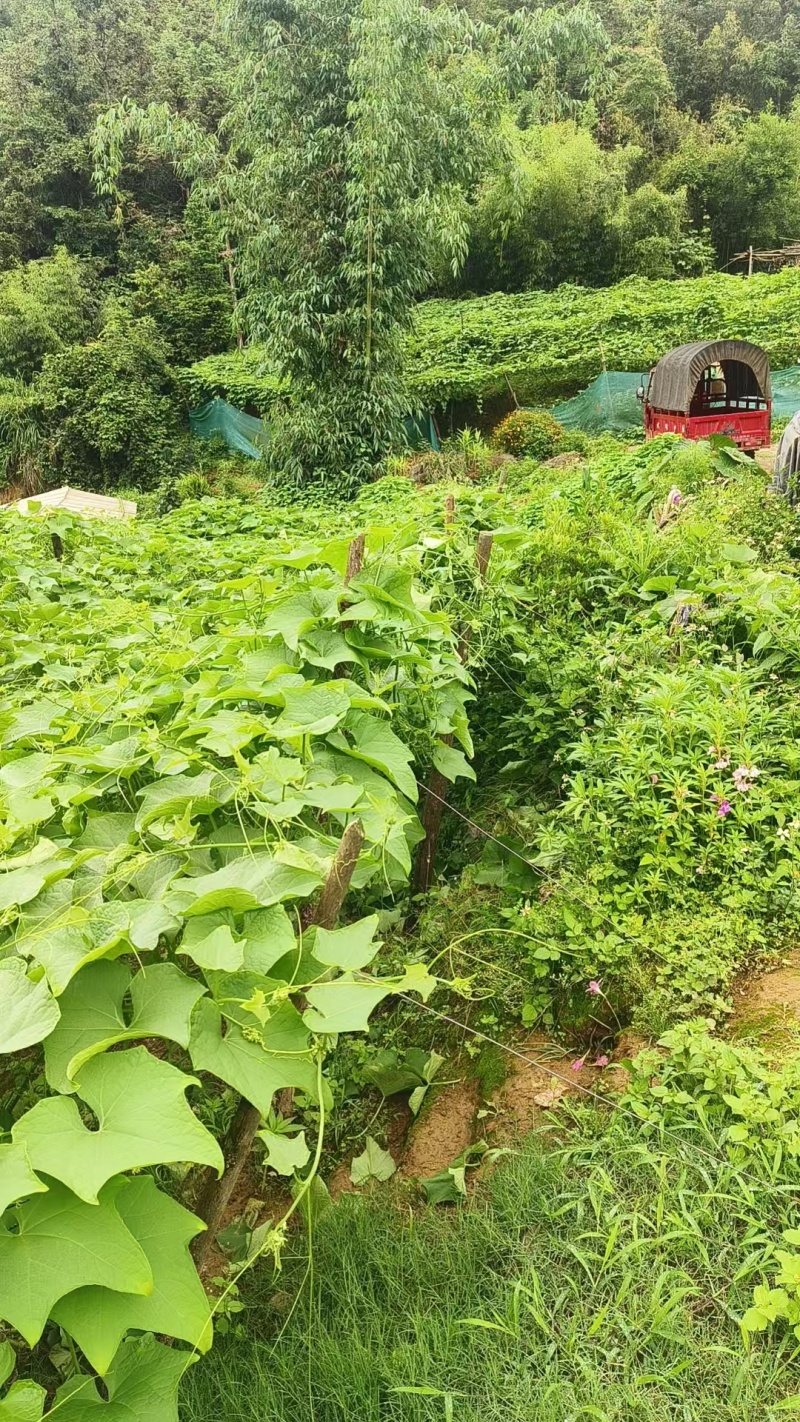 精品云南佛手瓜大量上市产地装车量大从优诚信经营致**系