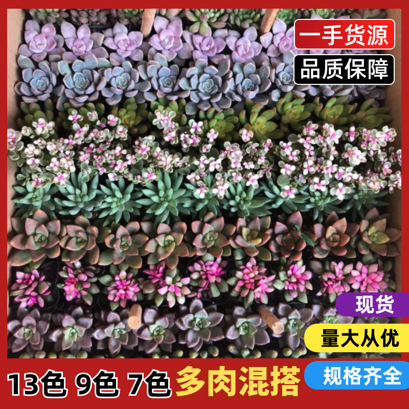 【多肉盆景】13色9色7色多肉随机混搭带盆整箱发货