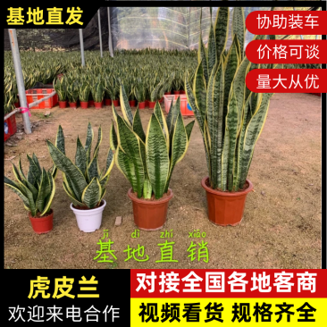 虎皮兰基地直发规格齐全带盆整箱批发常年供应