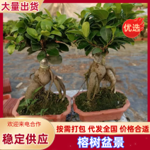 【榕树盆景】提根盆景基地直发规格齐全提供技术