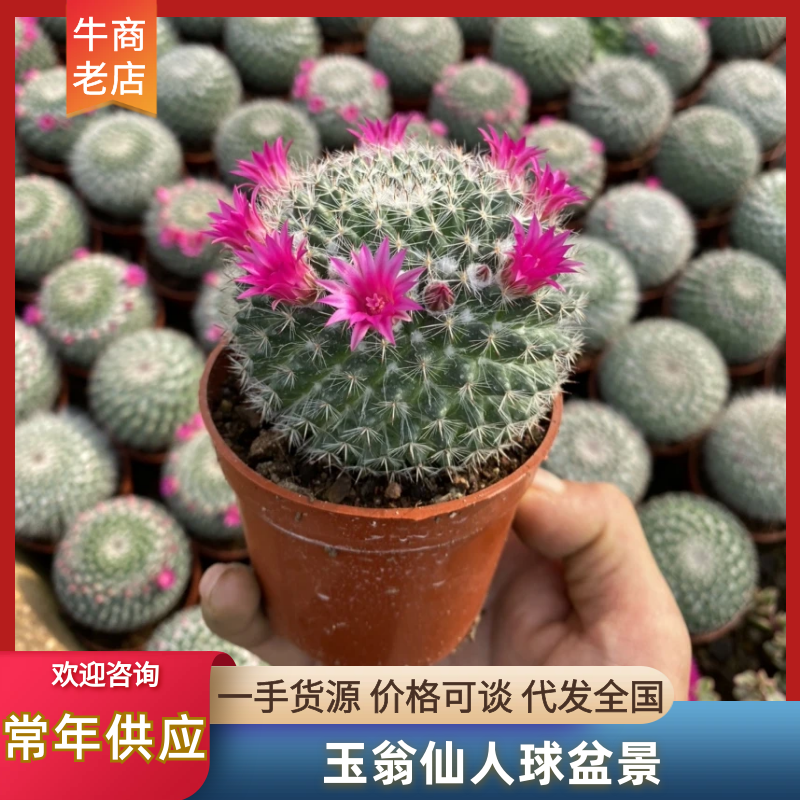 【仙人球】玉翁仙人球盆景带盆带土带花苞规格齐全