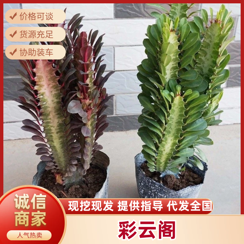 【彩云阁】红彩云阁红龙骨青龙骨加仑盆原盆整箱批发