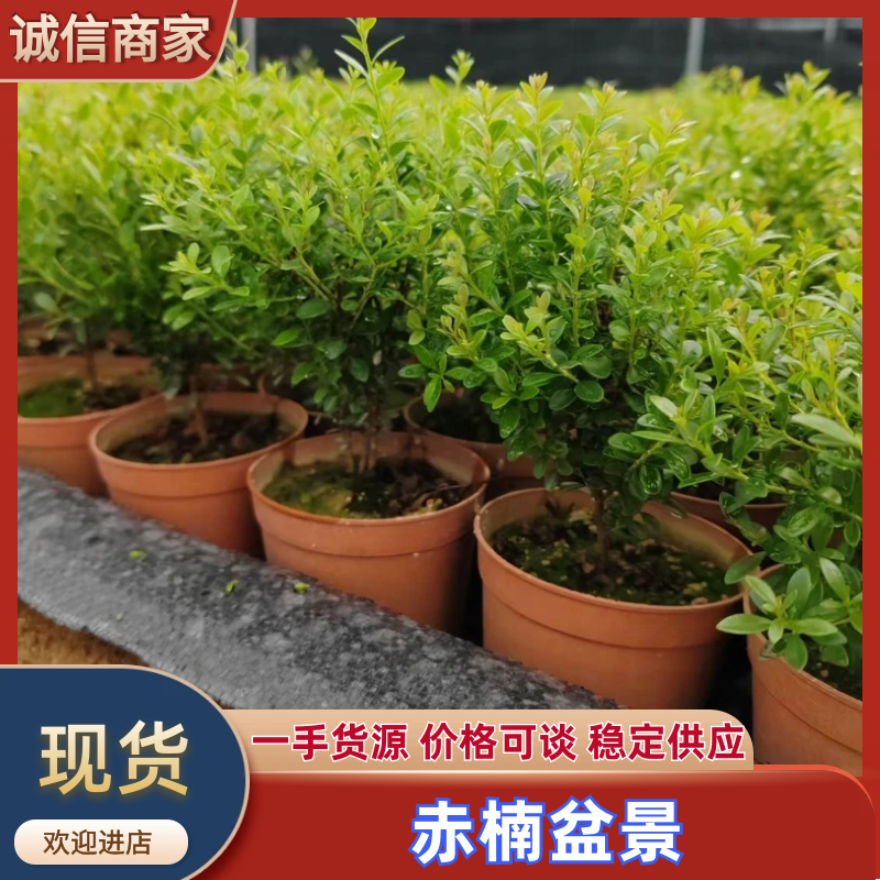 【赤楠】赤楠盆景带盆整箱批发常年现货供应货源充足
