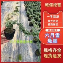 六月雪盆景六月雪(悬崖造型盆景)整箱批发货源充足
