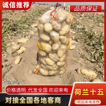 （实力甄选）河南土豆/沃土5号/黄心土豆/V7土豆、