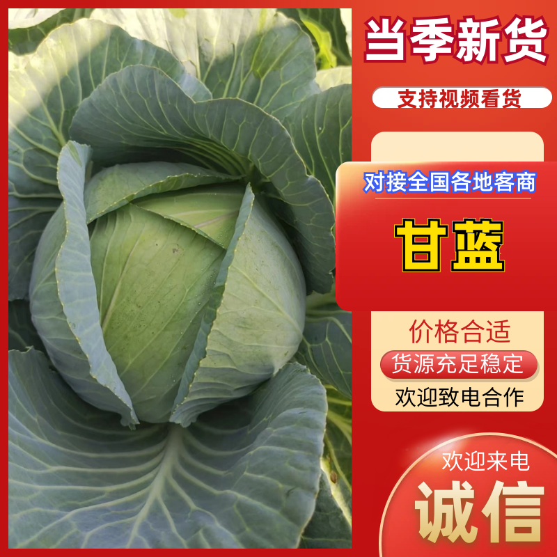 寒将军铁头菜\基地种植大量有货\对接全国采购商