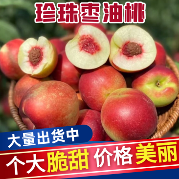 大荔珍珠枣油桃基地直供量大从优欢迎来电咨询