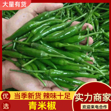 河南商丘艳青青小米椒鲜辣椒产地直发全国代收代发