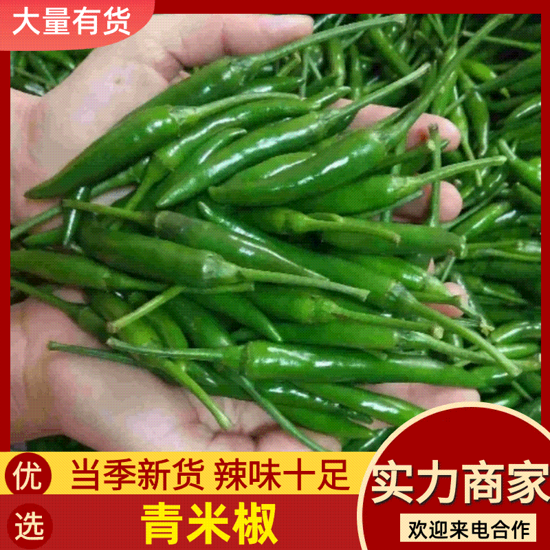 河南商丘艳青青小米椒鲜辣椒产地直发全国代收代发
