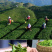 碧螺春绿茶新茶正宗毛尖茶叶明前春茶嫩芽罐装500g