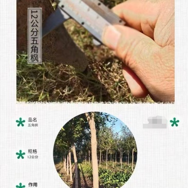 批发五角枫
