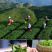 明前碧螺春茶叶2026年新茶苏州高山绿茶浓香型500g