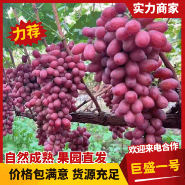 热卖中巨盛一号葡萄大量供应产地直发价格优惠欢迎来电