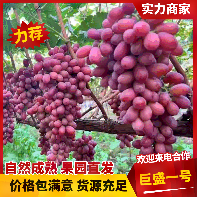 热卖中巨盛一号葡萄大量供应产地直发价格优惠欢迎来电
