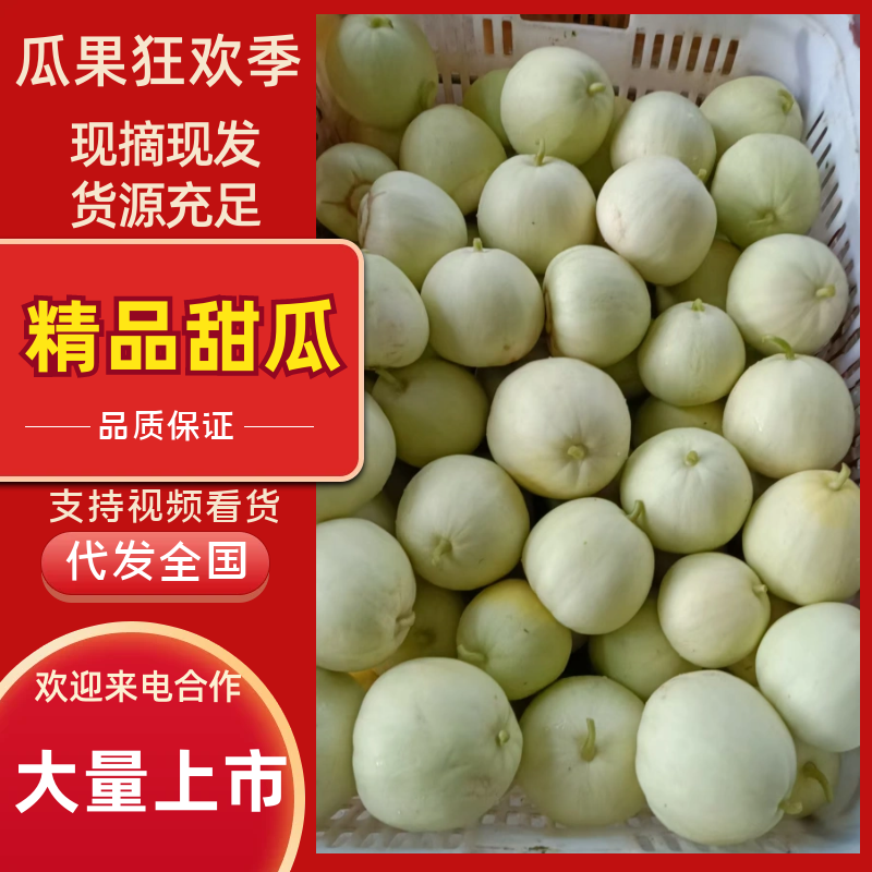 甜宝甜瓜湖北甜瓜产地一手货源口感香甜量大优惠对接全国