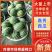 冮夏区大棚西瓜嘉秀西瓜产地直发品质保障对接全国等