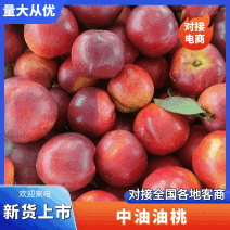 千人回购，山东陆地油桃/红油桃/中油油桃/曙光油桃/12