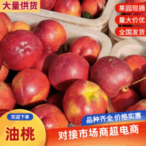 山东油桃大量上市销售品种多，口感甜质优价廉，全国发货