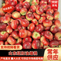 【回头客高】山东纽扣蟠桃/小蟠桃/油蟠桃/纽扣油蟠桃价低
