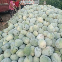 精品一串玲冬瓜，水果冬瓜，产地代发，大量货源，按需分检