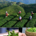 2026年新茶明前碧螺春散装茶叶绿茶碧螺春香茶125克