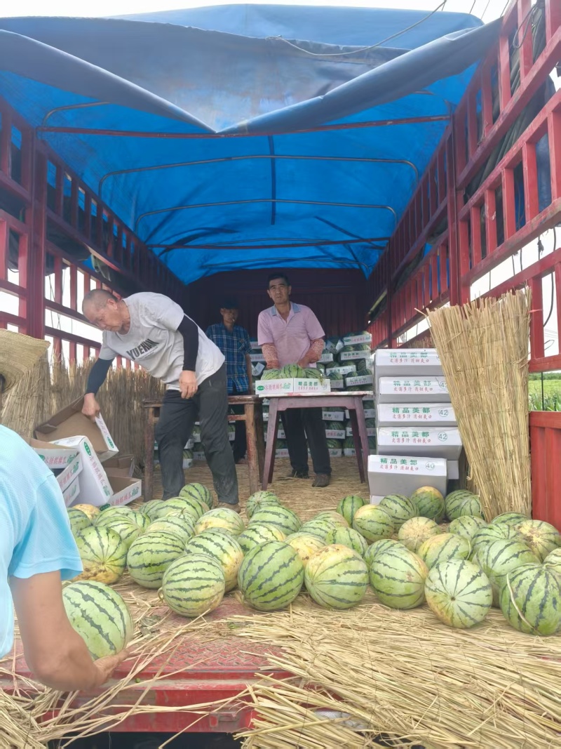 【精品美都西瓜】湖北基地直供质量保证货源充足全国发