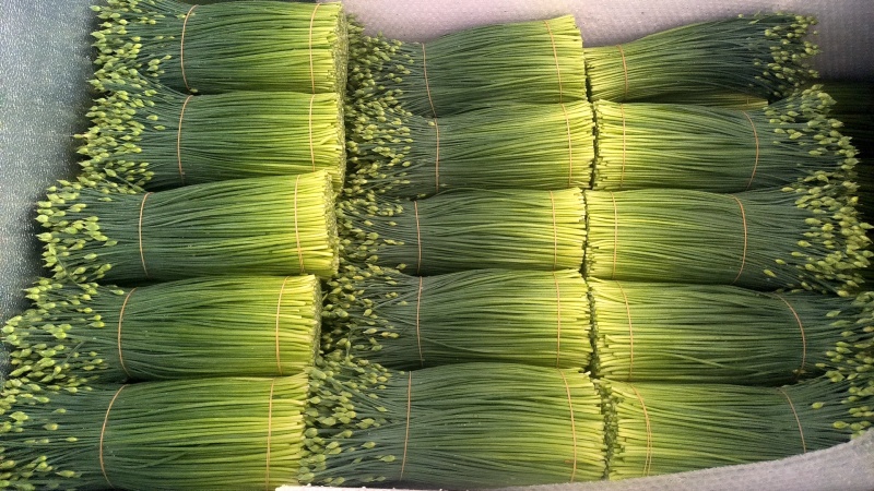 韮苔长期有货保质保量现货速发诚信经营