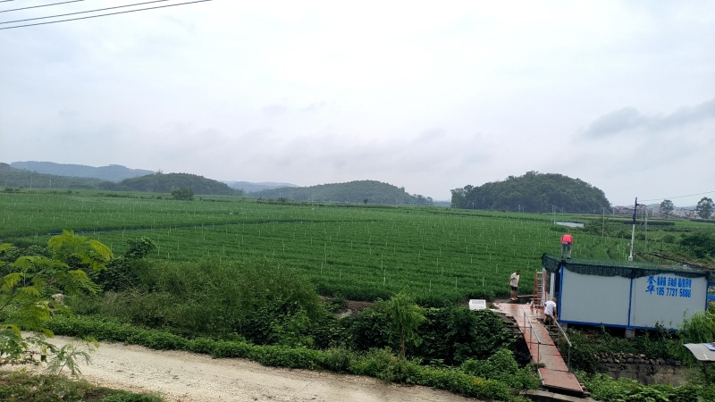 韮苔长期有货保质保量现货速发诚信经营