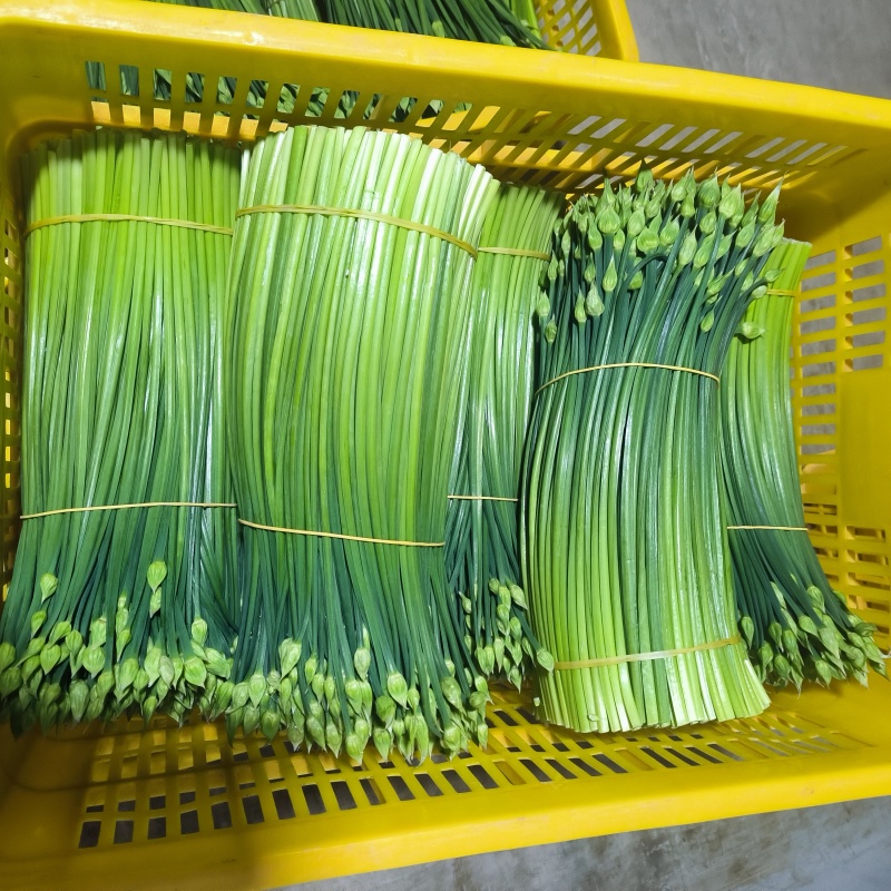 韮苔长期有货保质保量现货速发诚信经营