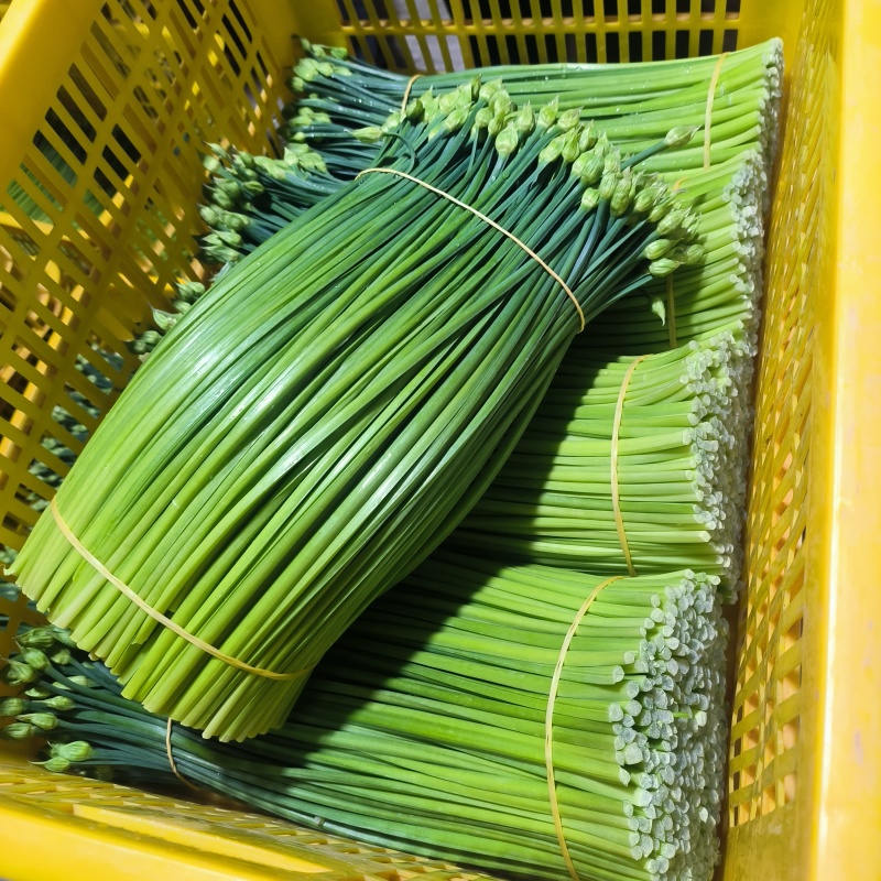 韮苔长期有货保质保量现货速发诚信经营