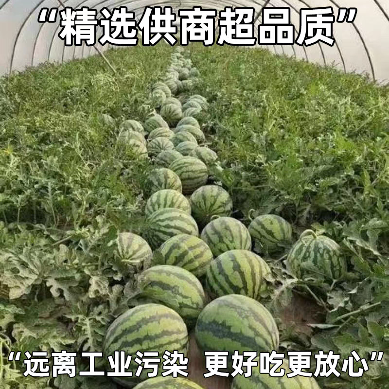 四川美都/美都西瓜/无籽西瓜，对接全国商超量大从优