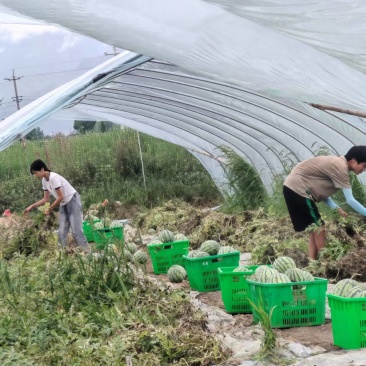 四川美都/美都西瓜/佳秀六号，对接全国商超量大从优