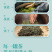 新茶正宗苏州明前碧螺春浓香型绿茶嫩芽高山茶叶罐装500g