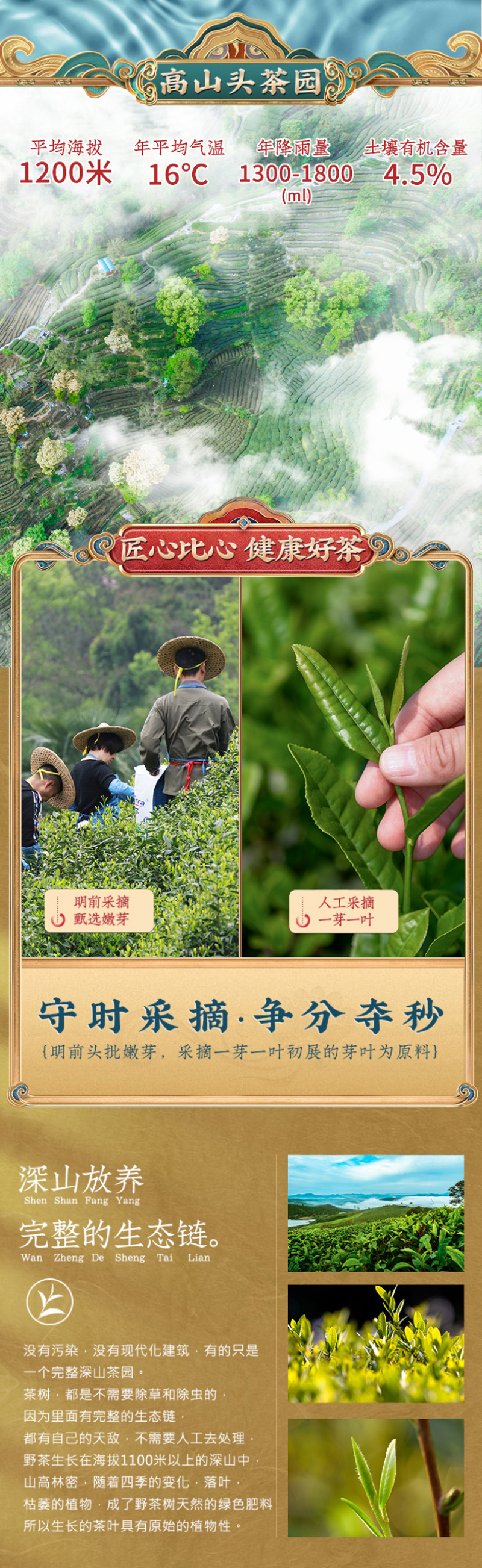 明前毛尖茶新茶浓香型高山绿茶春茶嫩芽茶叶罐装500克
