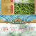2026毛尖茶叶新茶明前春茶浓香型炒青毛尖绿茶嫩芽茶叶