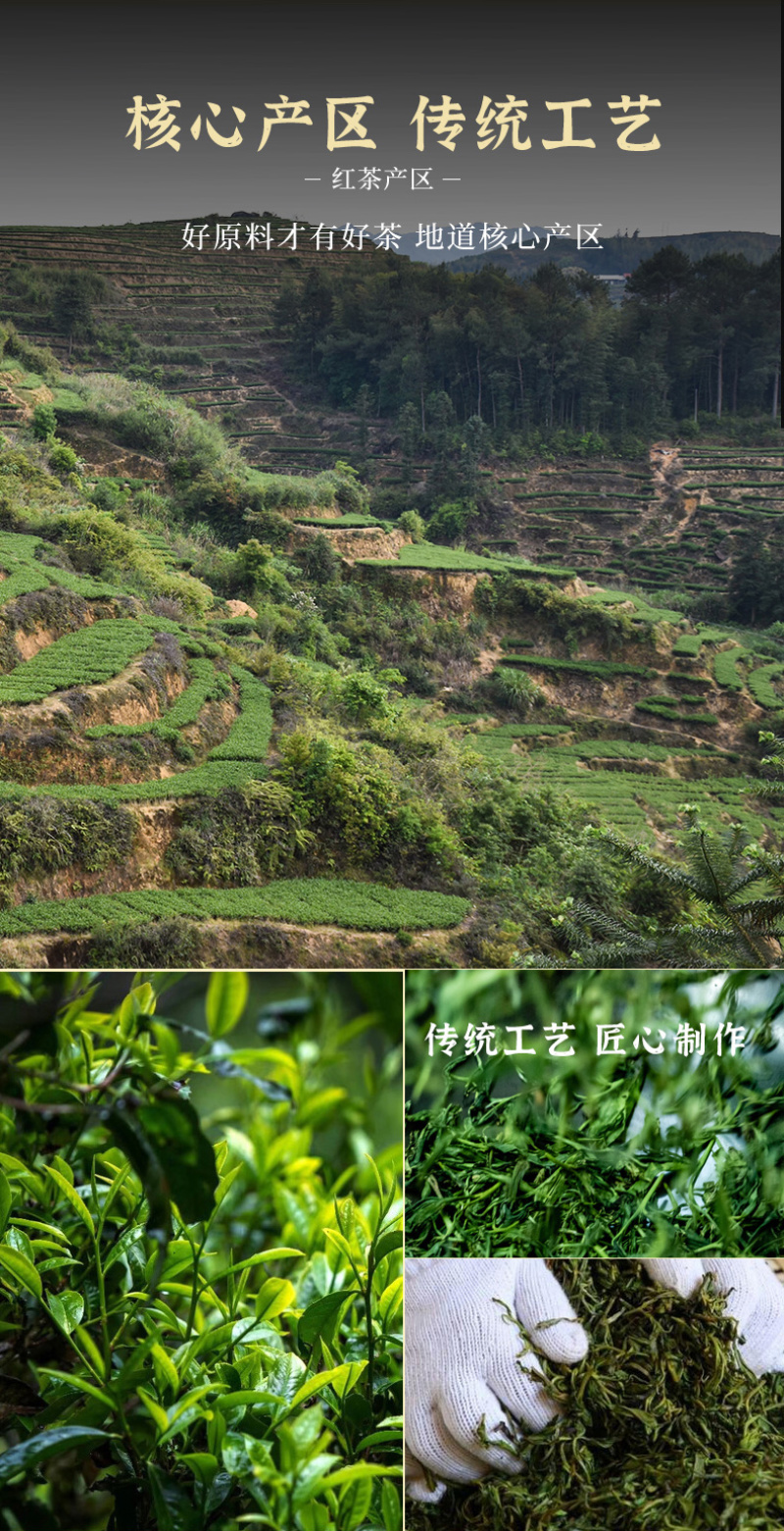 武夷山正宗桂圆香正山小种红茶一级礼盒装浓香型茶叶500g