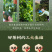 福鼎陈皮白茶老白茶独立小方片高山寿眉贡眉紧压茶叶400g