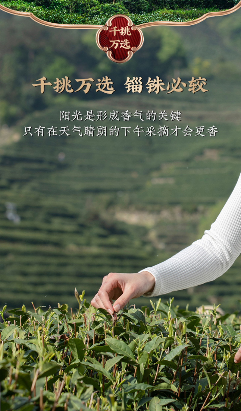 鸭屎香凤凰单枞茶潮州蜜兰香单从茶乌龙茶单丛茶凤凰单丛茶叶