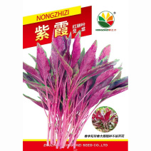 紫霞红柳叶苋菜种子紫苋菜籽春夏秋冬播种孑四季种蔬菜抗寒易