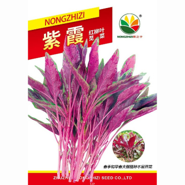 紫霞红柳叶苋菜种子紫苋菜籽春夏秋冬播种孑四季种蔬菜抗寒易