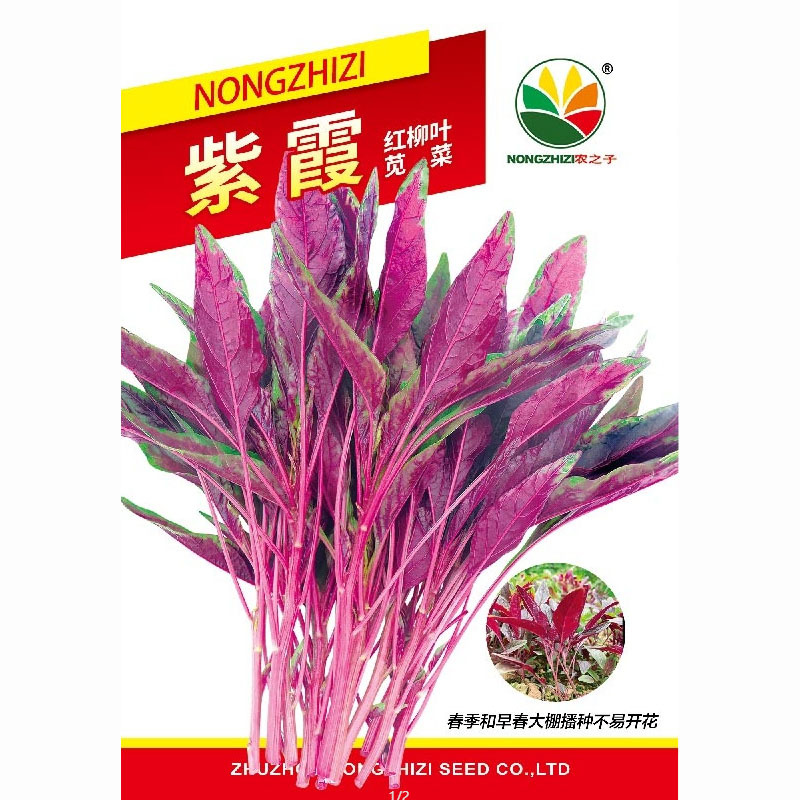 紫霞红柳叶苋菜种子紫苋菜籽春夏秋冬播种孑四季种蔬菜抗寒易