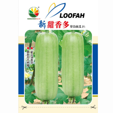 甜香多早白丝瓜种子奶油丝瓜早熟坐果强圆简形分之多基地