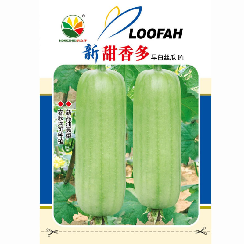 甜香多早白丝瓜种子奶油丝瓜早熟坐果强圆简形分之多基地