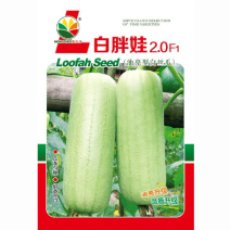 白胖丝瓜种子农之子香玉白早熟油亮白丝瓜良种10克原装包邮