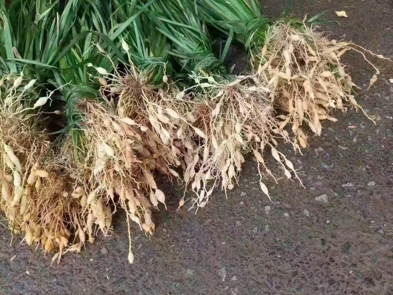 【精选】四川绵阳三台精品道地川麦冬种植户直卖可视频看货