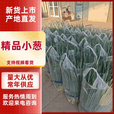 【推荐】精品小葱产地供应量大从优质量保证诚信经营欢迎咨询