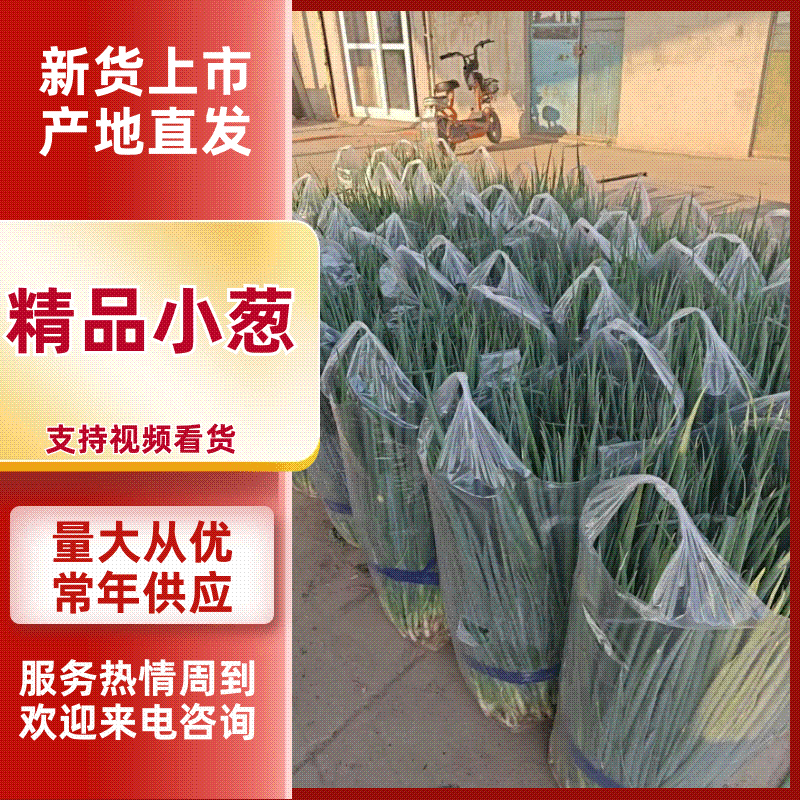 【推荐】精品小葱产地供应量大从优质量保证诚信经营欢迎咨询