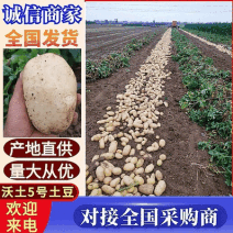 《沃土5号》新鲜新土豆/大量接单/规格齐全/可全国发货