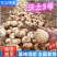 沃土5号新土豆南阳沃土5/黄皮黄心/产地现挖/大吨位供应