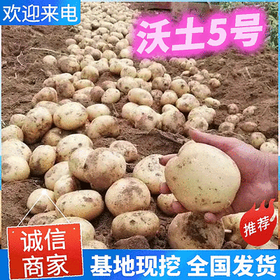 沃土5号新土豆南阳沃土5/黄皮黄心/产地现挖/大吨位供应